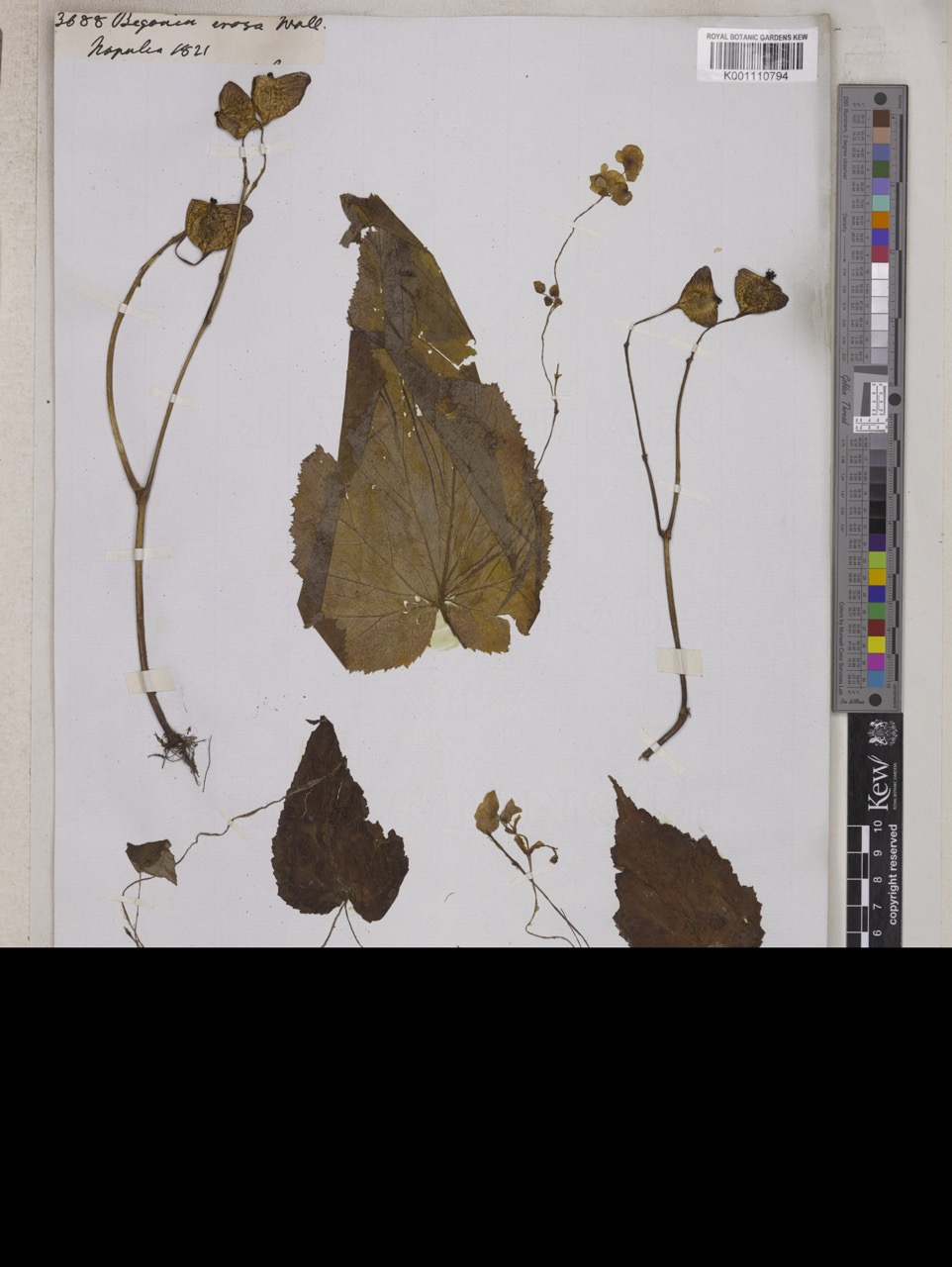 B. erosa